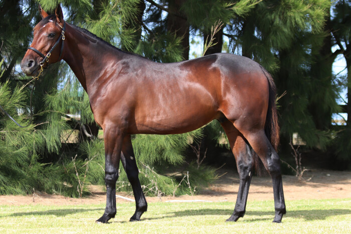 Halberg(NZ)